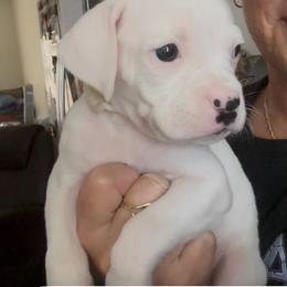 Girl 3 white 'Runt' - White female Boxer puppy in Nashville, Tennessee from Best Friends over 20+ years experience