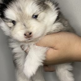 Pomsky Puppies from A1 Pomskies