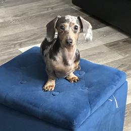 Dahlia - Dachshund