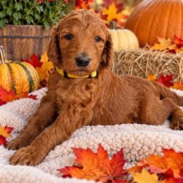 Princess Luna Rossa Red Rosa - Red  female Poodle puppy in Woodbridge, Virginia from Rosa Red Standard Poodles