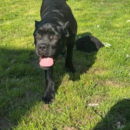 Saint - Black male Cane Corso puppy in Rochester, New York from Forbidden Fruits Kennels