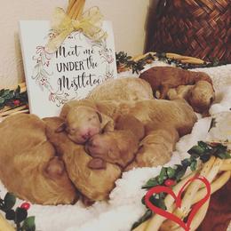 Goldendoodle Puppies from Cooley Doodles