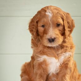 Goldendoodle and Poodle Puppies from Mustanghills Doodles and Poodles