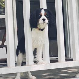 Lucy - Cavalier King Charles Spaniel