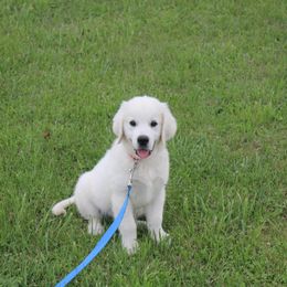 Golden Retriever Puppies from NorthCoastGoldenRetrieversLLC