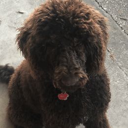 Goldendoodles from Trisha's Doodles