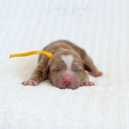 Yellow Collar Girl - Caramel female Australian Labradoodle puppy in Thousand Oaks, California from Lovely Doodle Lane