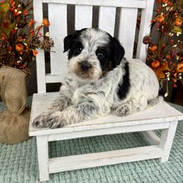 Lover Boy - Blue male Assorted Doodle Crosses puppy in Ohio from Holley Doodles