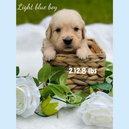 Golden Retriever Puppies from All shades Golden