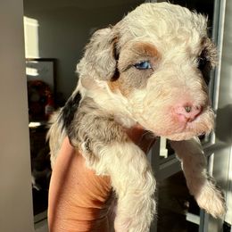 Myrtle - Blue merle female Aussiedoodle puppy in Rock Hill, South Carolina from LolliPop Farms