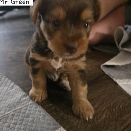 Mr Green - Chocolate and tan male Yorkshire Terrier puppy in Dover, Delaware from Lewis Precious Paws