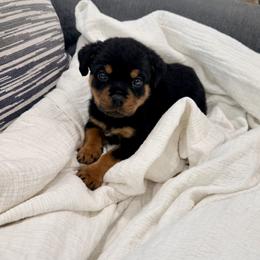 Bruno - male Rottweiler puppy in Parker, Colorado from Denver Rottweilers