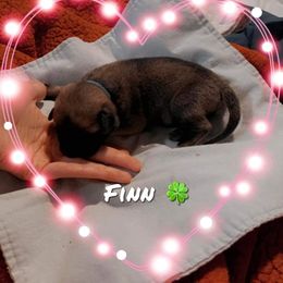 Boy 2 - Mastiff puppy in Walton, Nebraska from J & J Legacy Mastiffs