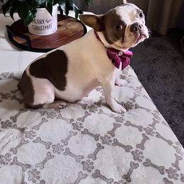 Boston Terrier Puppies from Designers Boston Terriers