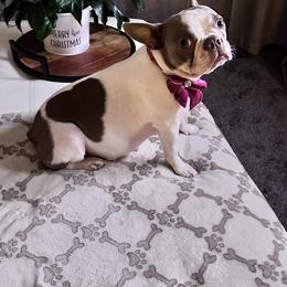 Boston Terrier Puppies from Designers Boston Terriers