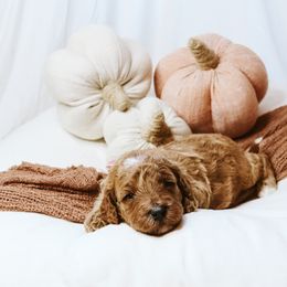 Hazel - Red  female Goldendoodle puppy in Georgia from Mother of Golden Doodles