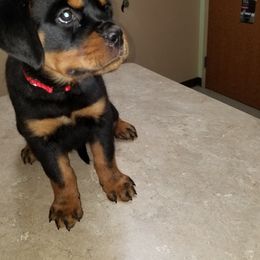 Rottweiler Puppies from Vom Jager Haus Rottweilers