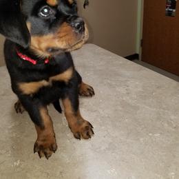 Rottweiler Puppies from Vom Jager Haus Rottweilers