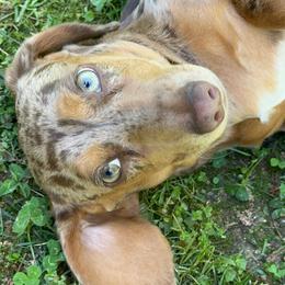 Rosie- AKC - Dapple female Dachshund puppy in Cleveland, Georgia from Memaw’s Minis Babies Doxies