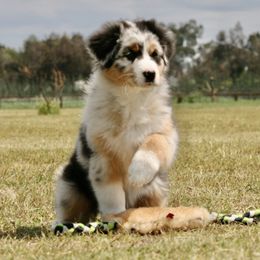 Australian Shepherd Puppies from Integrity Australian Shepherds