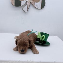 Turquoise Orion - Red  male Goldendoodle puppy in Cincinnati, Ohio from KSchott Kennels