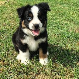 Hewey - Black tri male Miniature American Shepherd puppy in Depew, Oklahoma from Donna baumann
