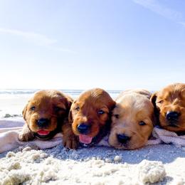 Golden Retriever Puppies from Salty Goldens