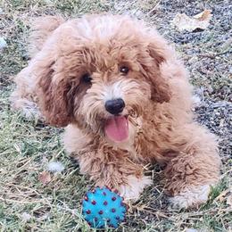 Micro-mini Leaf - Apricot male Labradoodle puppy in Los Molinos Ca, California from Sunshine Sanctuary Doodles