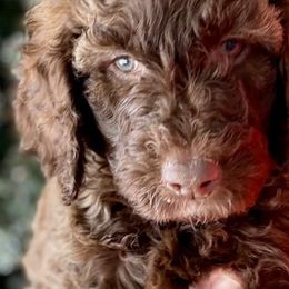 Goldendoodles from Jackie’s Heavenly Doodles