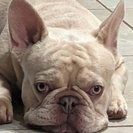 French Bulldogs from Mon Chien Frenchies