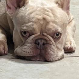 French Bulldogs from Mon Chien Frenchies
