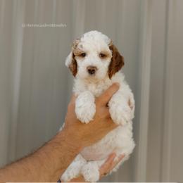 Chestnut - Parti female Goldendoodle puppy in Hiddenite, North Carolina from Rose and Reid Doodles
