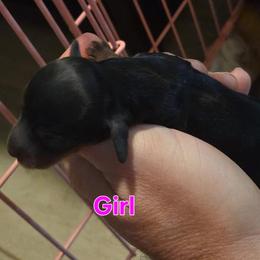 Catwoman - Blue and tan female Dachshund puppy in Mobile, Alabama from Mobile Mini Dachshunds
