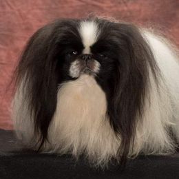 HARLEY - Pekingese