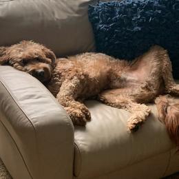 Goldendoodle All Grown Up from Goldenvalley Doodles