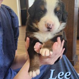 Lee - Black rust and white male Bernese Mountain Dog puppy in Auburn, Indiana from Swamp Creek Berners