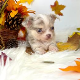 Pasta - Merle male Chihuahua puppy in Anderson, South Carolina from Lil Treasures Chihuahuas