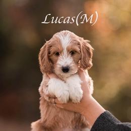 Lucas - Apricot male Goldendoodle puppy in Acton, Maine from Silver Pines Pups