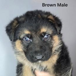 Brown - Black and tan male German Shepherd puppy in Tony, Wisconsin from Muddy Acres German Shepherds