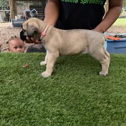 Pink girl - Fawn female Cane Corso puppy in Saluda, South Carolina from Brooks Imperial Corso