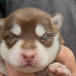 Sophie - Chocolate female Pomsky puppy in Spring Hill, Florida from PDQ Pomskies