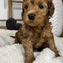 Goldendoodle and Maltipoo Puppies from Jessica's Maltipoo and Goldendoodle