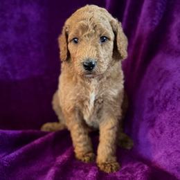 Hamlet - Apricot male Poodle puppy in St. Johnsbury, Vermont from Poodles of the Northern Woods