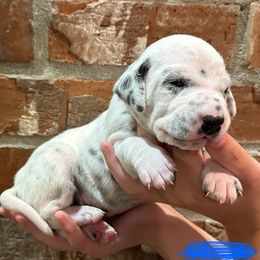 Dalmatian Puppies from Cowart’s Dalmatians