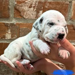 Dalmatian Puppies from Cowart’s Dalmatians