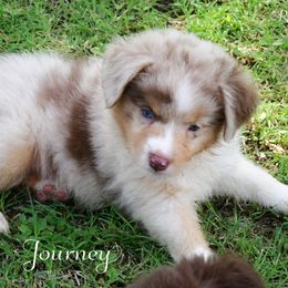 Journey - Red merle female Australian Shepherd puppy in Ranger, Texas from Outback Mini Aussies