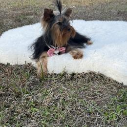 Tiny Bella 4 pounds - Black and gold female Yorkshire Terrier puppy in Naples, Florida from Puppies Forever 💙❤️🐶