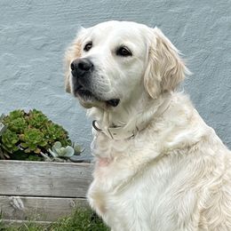 Betty - Golden Retriever