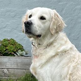 Betty - Golden Retriever