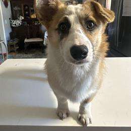 Pembroke Welsh Corgi puppies from Carolina cotton candy corgis